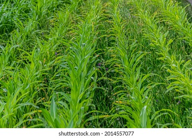 grow rows of young corn - Shutterstock ID 2014557077
