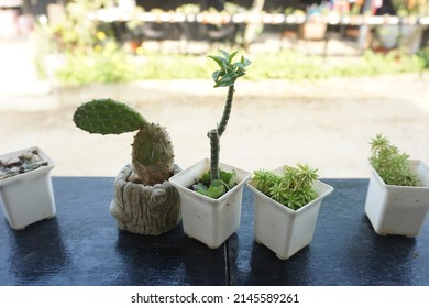 Grow Small Cantuses In Small White Pots. Small Garden Design Ideas Layout