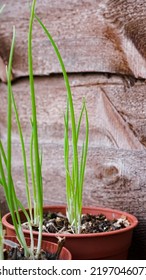 Grow Spring Onions In Recycled Plastic Pots,Organic, Selective Focus- Onions Tree