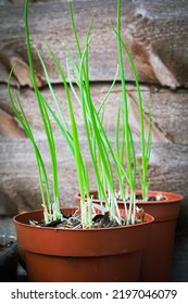 Grow Spring Onions In Recycled Plastic Pots,Organic, Selective Focus- Onions Tree