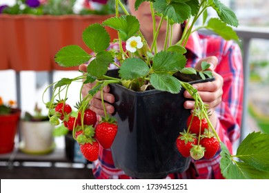 Grow strawberries at home on the balcony in pots. Strawberry bush with berries to hold in hands. Gardening, farming. Harvest strawberries. Leaves, fruits and flowers of a berry.