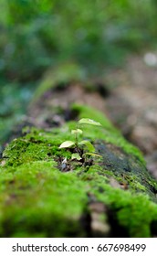 Growing