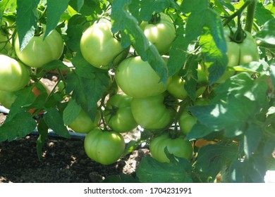 Growing Agricultural Green Unripe Vegtable.