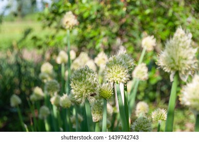 Growing Allium Porrum In The Garden