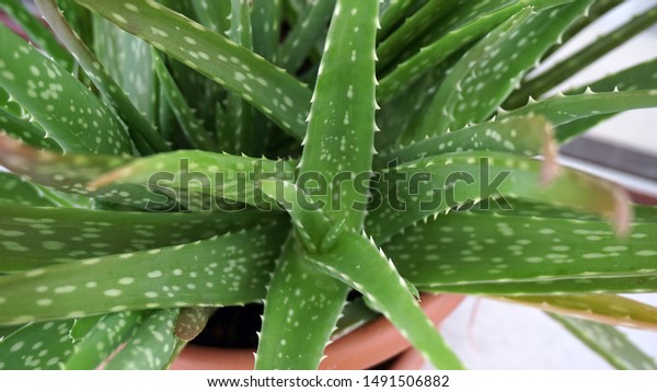 Growing Aloe Vera Plant On Balcony Stock Photo Edit Now 1491506882