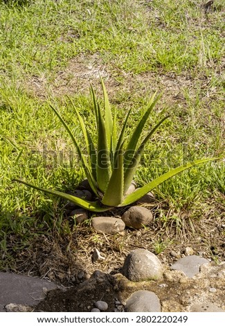 Growing aloe vera plant in a stone circle on grass.
