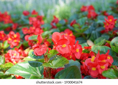 Growing Annual Begonia In The Park Blurred Nature, Soft Focus                              