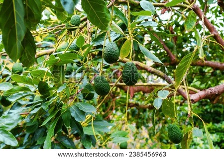 Growing avocado fruits hanging on a Persea americana tree branch close up