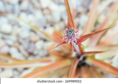 Growing Baby Pineapple Fruit 