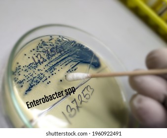 Growing Bacteria In Agar Medium In Microbiology Lab. Micro-organisms Enterobacter Grow In Plate,pick Up Colony By Swab Stick For Susceptibility.