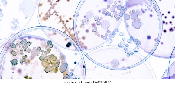 Growing Bacteria in Petri Dishes on agar gel Scientific experiment. - Shutterstock ID 1969302877