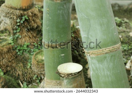 Growing bamboo and its cross section