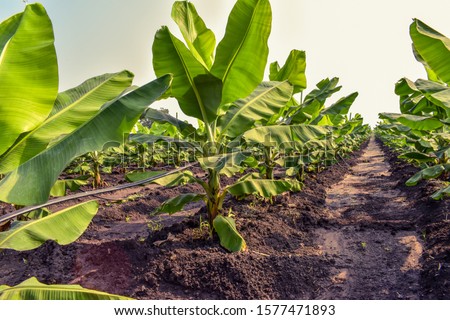 Growing Banana (musa) crop or field at morning. Beautiful agricultural background. Banana plantation. Planting at field of India. Long rows of banana plants. 