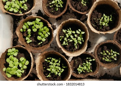 Growing Basil At Home. Microgreens. Healthy Eating