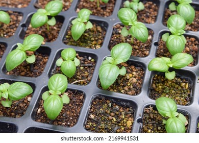 growing basil from the seeds