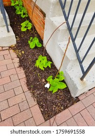 Growing Bean Plants In A Confined Space  Between Two Houses. Young Bean Plants Started Climbing On Tiny Sticks. A Good Example Of Agriculture In An Urban Setting.