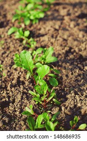 Growing Beet Seedlings