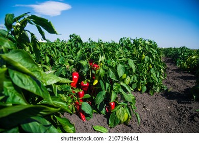 Growing bell peppers. Rows fresh ripe red green and yellow peppers on the branches on a farm plantation in soil. 