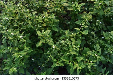 Growing  Black Sesame Crops In Natural Backdrops.  Sesame Crops Royalty Free Stock Images