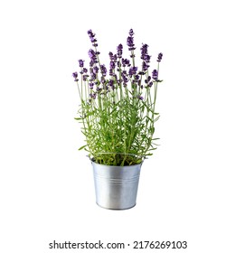 1,251 Flower zinc pot Images, Stock Photos & Vectors | Shutterstock