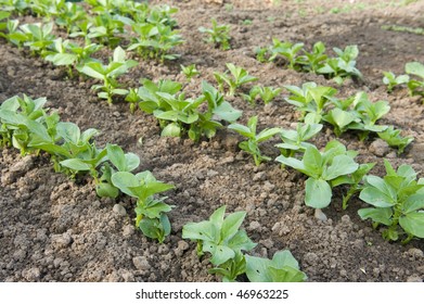 Growing Broad Beans In The Vegetable Garden