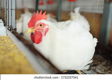 Growing broiler chickens. Huge broiler rooster close-up sitting in a cage and eating feed on the background of a poultry farm.