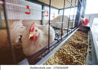 Growing broiler chickens. Huge broiler rooster close-up sitting in a cage and eating feed on the background of a poultry farm.