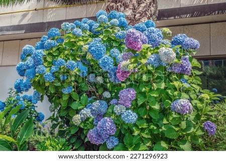 Growing bush of Hydrangea macrophylla with large blue inflorescences outdoors in Budva, Montenegro. Flowering ornamental hortensia plant