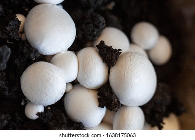 Growing button mushrooms (Agaricus bisporus, champignon, portobello, common mushroom). White mushroom caps in the black ground.  - Powered by Shutterstock