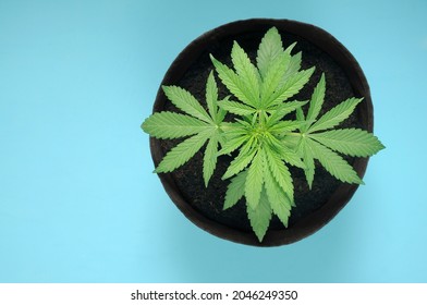 female weed plant leaves