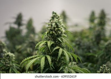 growing of cannabis flower