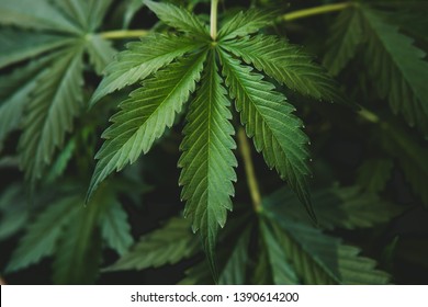 Growing cannabis indica, background green, marijuana leaves, marijuana vegetation plants, hemp CBD, cultivation cannabis, top view