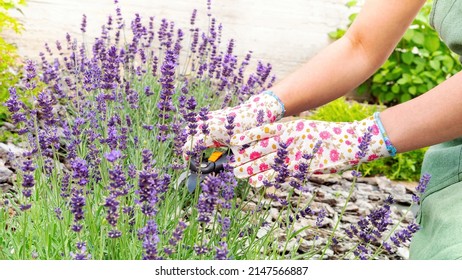 Growing and caring for French lavender. Hands of a gardener in gloves cut lavender inflorescences with a pruner close-up. Care and cultivation of French lavender plants.