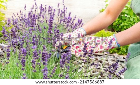 Growing and caring for French lavender. Hands of a gardener in gloves cut lavender inflorescences with a pruner close-up. Care and cultivation of French lavender plants.
