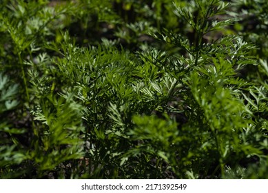 Growing Carrots. Fresh Young Leaves Of Carrots In The Vegetable Garden. Copy Space