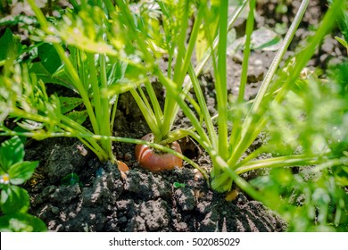 Growing Carrots In The Garden.