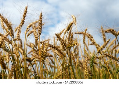 Growing cereals against cloudy sky. - Shutterstock ID 1452338306