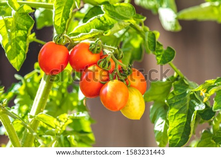 Tomaten, die auf Reben im Gewächshaus wachsen.