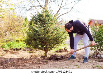 Growing Christmas Tree In Your Garden To Decorate In Winter