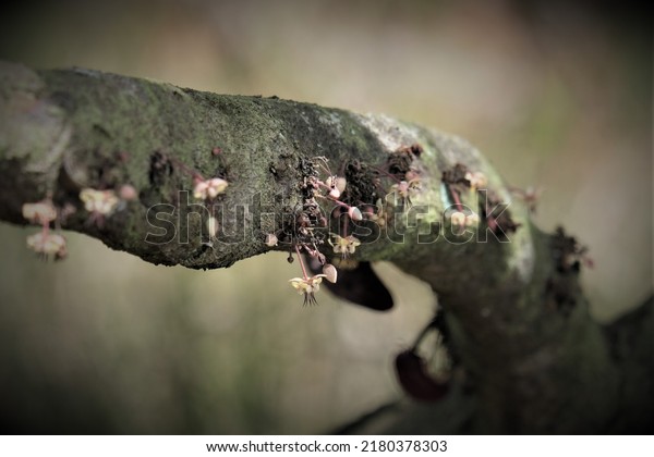 Growing cocoa pods on a cocoa\
farm