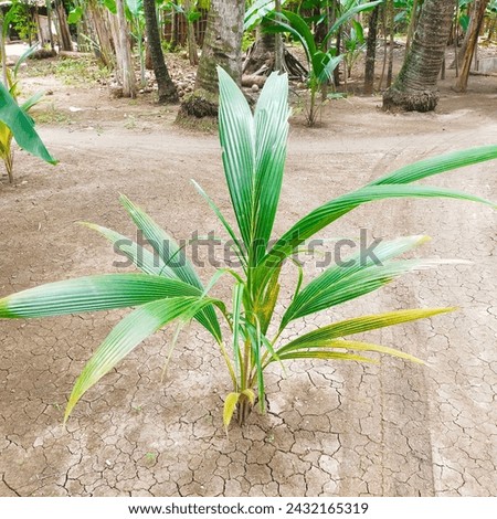 Growing coconut tree (coconut tree seedling).