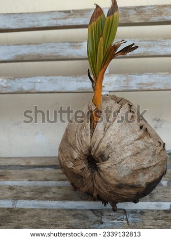 growing coconuts, coconut shells, coconut seeds,