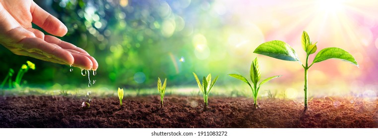  Growing Concept - Hand Watering Young Plants With Flare effect - Shutterstock ID 1911083272