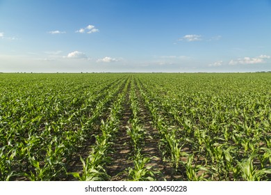 Growing Corn Field Green Agricultural Landscape Stock Photo 200450228 ...