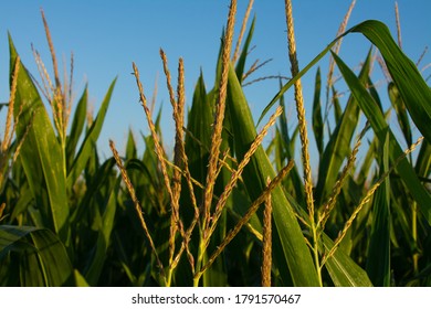 Growing Corn In Midwest Farmland On A Beautiful Summer Morning.  Bureau County, Illinois, USA