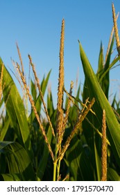 Growing Corn In Midwest Farmland On A Beautiful Summer Morning.  Bureau County, Illinois, USA