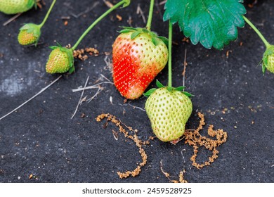 Growing crop of natural strawberries are ripening on agricultural field garden - Powered by Shutterstock