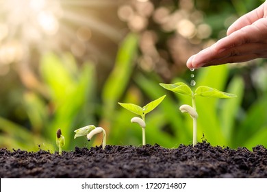 Growing Crops On Fertile Soil And Watering Plants, Including Showing Stages Of Plant Growth, Cropping Concepts And Investments For Farmers.