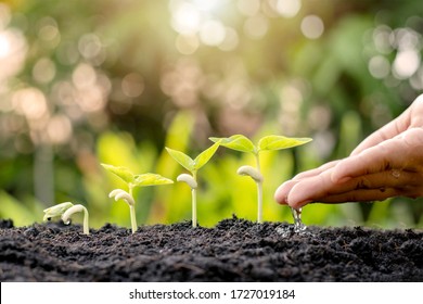 Growing Crops On Fertile Soil And Watering Plants, Including Showing Stages Of Plant Growth, Cropping Concepts, And Investments For Farmers.