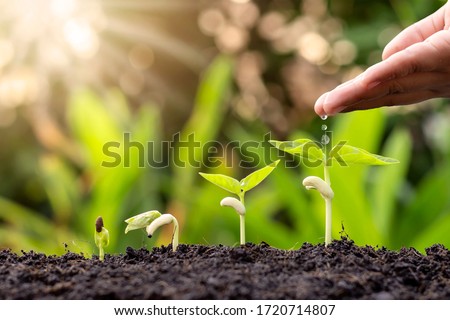 Growing crops on fertile soil and watering plants, including showing stages of plant growth, cropping concepts and investments for farmers. Stock photo © 